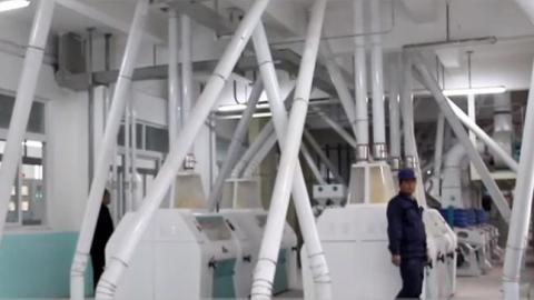 Gran proyecto de procesamiento de sémola y harina de germen de maíz 300T / día